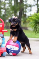 Daisy, a female Rottweiler for sale in Dundee, OH – 4 of 9
