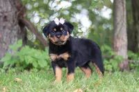 Honey, a female Rottweiler for sale in Dundee, OH – 7 of 8