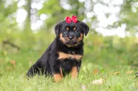 Sadie, a female Rottweiler for sale in Dundee, OH – 2 of 8