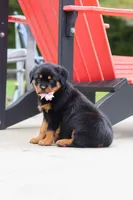 Honey, a female Rottweiler for sale in Dundee, OH – 4 of 8