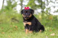 Sadie, a female Rottweiler for sale in Dundee, OH – 6 of 8