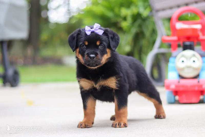 Willow – Rottweiler puppy for sale in Dundee, OH