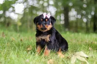 Ivy, a female Rottweiler for sale in Dundee, OH – 5 of 7