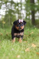 Ivy, a female Rottweiler for sale in Dundee, OH – 2 of 7