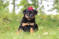Sadie, a female Rottweiler for sale in Dundee, OH – 7 of 8