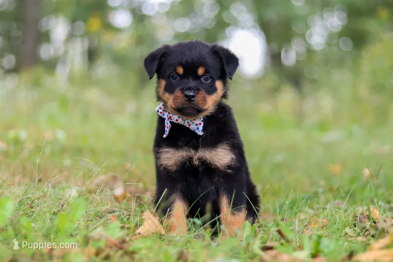 Kobe – Rottweiler puppy for sale in Dundee, OH