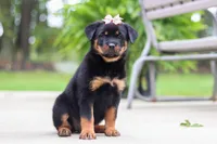 Daisy, a female Rottweiler for sale in Dundee, OH – 6 of 9