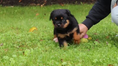 Willow, a female Rottweiler for sale in Dundee, OH – 6 of 6