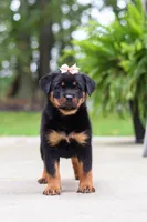Daisy, a female Rottweiler for sale in Dundee, OH – 7 of 9