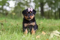 Ivy, a female Rottweiler for sale in Dundee, OH – 6 of 7