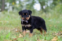 Kobe, a male Rottweiler for sale in Dundee, OH – 3 of 8
