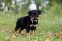 Kobe, a male Rottweiler for sale in Dundee, OH – 5 of 8