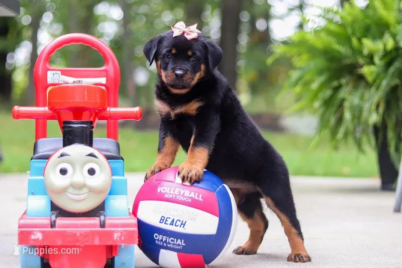 Daisy – Rottweiler puppy for sale in Dundee, OH