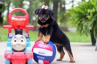 Daisy, a female Rottweiler for sale in Dundee, OH – 1 of 9