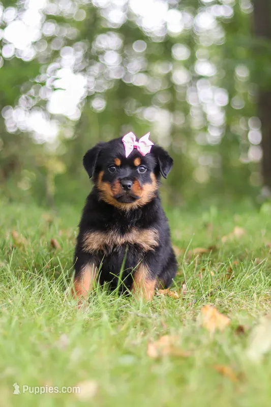 Ivy – Rottweiler puppy for sale in Dundee, OH