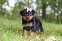 Ivy, a female Rottweiler for sale in Dundee, OH – 4 of 7