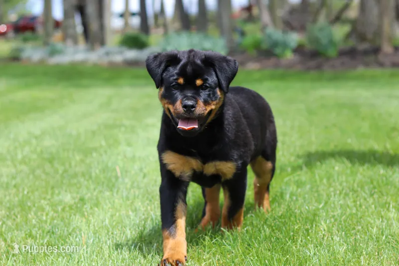 Angela – Rottweiler puppy for sale in Dundee, OH