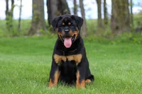 Angela, a female Rottweiler for sale in Dundee, OH – Photo 7 of 10