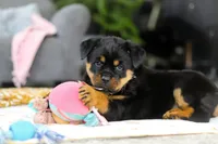 Storm, a female Rottweiler for sale in Dundee, OH – Photo 1 of 10