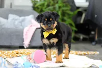 Storm, a female Rottweiler for sale in Dundee, OH – Photo 7 of 10