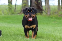 Angela, a female Rottweiler for sale in Dundee, OH – Photo 2 of 10