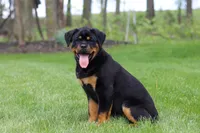 Angela, a female Rottweiler for sale in Dundee, OH – Photo 5 of 10