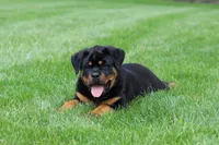 Angela, a female Rottweiler for sale in Dundee, OH – Photo 9 of 10