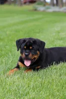 Angela, a female Rottweiler for sale in Dundee, OH – Photo 10 of 10