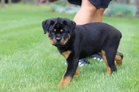 Angela, a female Rottweiler for sale in Dundee, OH – Photo 8 of 10