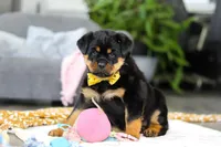 Storm, a female Rottweiler for sale in Dundee, OH – Photo 6 of 10