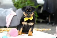 Storm, a female Rottweiler for sale in Dundee, OH – Photo 2 of 10