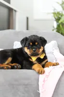 Storm, a female Rottweiler for sale in Dundee, OH – Photo 3 of 10