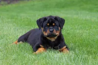 Angela, a female Rottweiler for sale in Dundee, OH – Photo 4 of 10