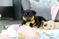 Storm, a female Rottweiler for sale in Dundee, OH – Photo 9 of 10