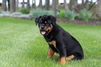 Angela, a female Rottweiler for sale in Dundee, OH – Photo 3 of 10