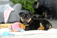 Storm, a female Rottweiler for sale in Dundee, OH – Photo 5 of 10