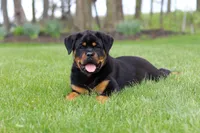 Angela, a female Rottweiler for sale in Dundee, OH – Photo 6 of 10