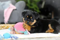 Storm, a female Rottweiler for sale in Dundee, OH – Photo 4 of 10