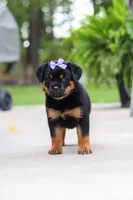 Willow, a female Rottweiler for sale in Dundee, OH – 4 of 6