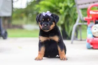 Willow, a female Rottweiler for sale in Dundee, OH – 5 of 6