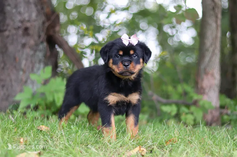 Honey – Rottweiler puppy for sale in Dundee, OH