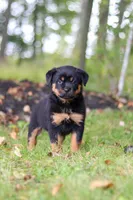 Sadie, a female Rottweiler for sale in Dundee, OH – 4 of 8