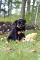 Sadie, a female Rottweiler for sale in Dundee, OH – 3 of 8