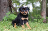 Honey, a female Rottweiler for sale in Dundee, OH – 5 of 8