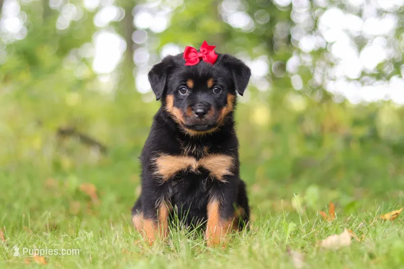 Sadie – Rottweiler puppy for sale in Dundee, OH