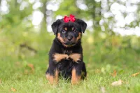 Sadie, a female Rottweiler for sale in Dundee, OH – 1 of 8