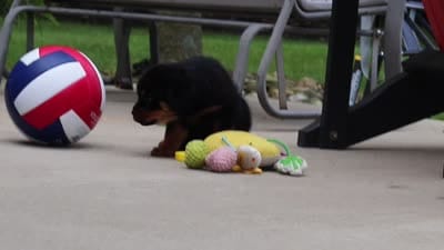Honey, a female Rottweiler for sale in Dundee, OH – 8 of 8