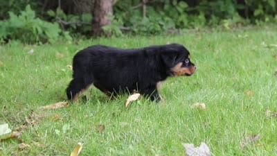 Ivy, a female Rottweiler for sale in Dundee, OH – 7 of 7