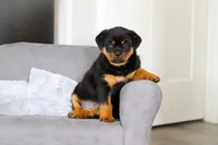 Queen, a female Rottweiler for sale in Dundee, OH – Photo 1 of 10