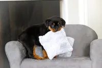 Queen, a female Rottweiler for sale in Dundee, OH – Photo 8 of 10